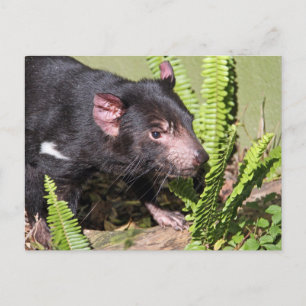 Tasmanian Devil, Australia Postcard
