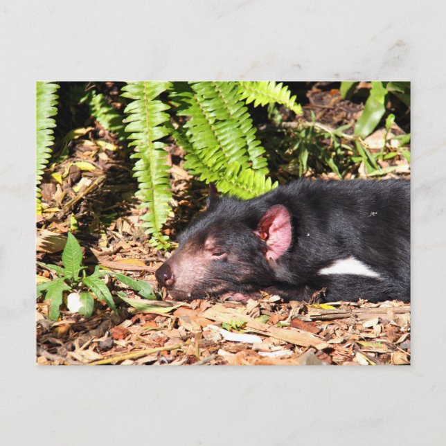 Tasmanian Devil Basking in the Sunlight Postcard (Front)