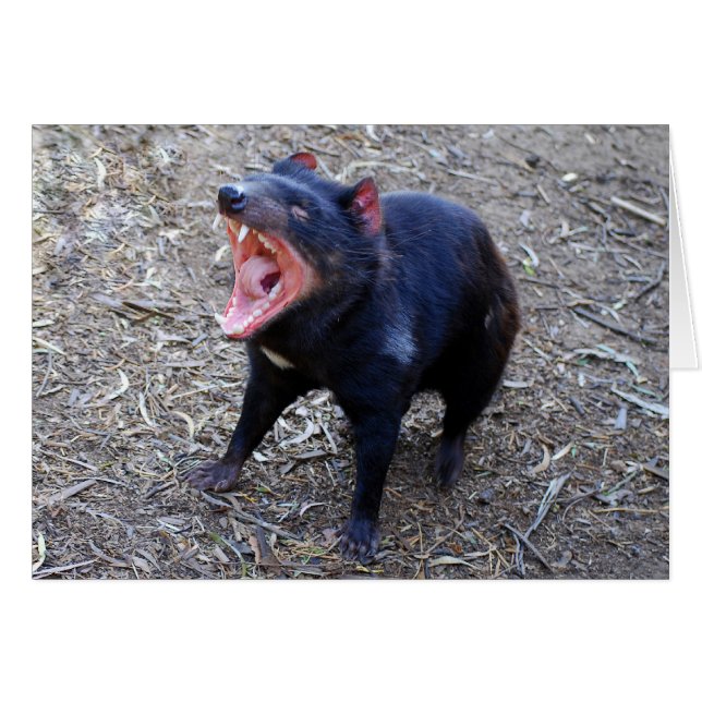 Tasmanian Devil Displaying His Vicious Yawn (Front Horizontal)