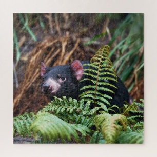 Tasmanian Devil Encounter Jigsaw Puzzle