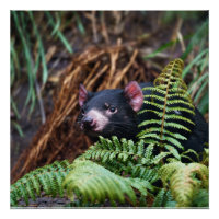 Tasmanian Devil Encounter
