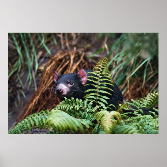 Tasmanian Devil Encounter Poster (Front)