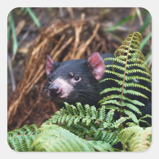Tasmanian Devil Encounter Square Sticker (Front)