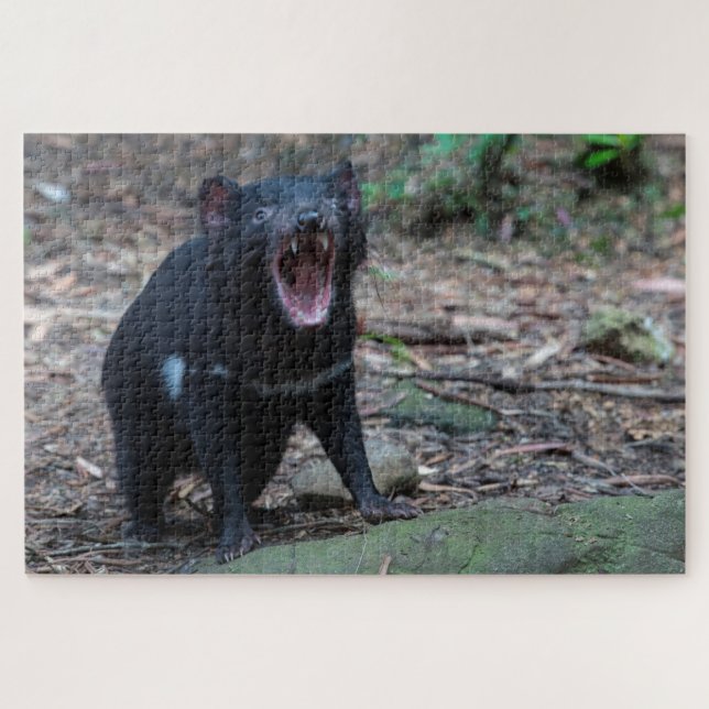 Tasmanian Devil in Tasmania Australia, 1014 pieces Jigsaw Puzzle (Horizontal)