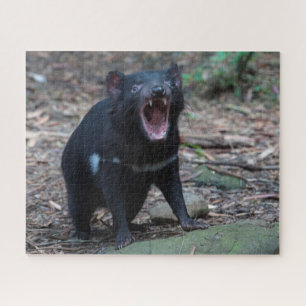 Tasmanian Devil in Tasmania Australia, 520 pieces Jigsaw Puzzle