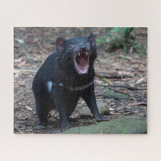 Tasmanian Devil in Tasmania Australia, 520 pieces Jigsaw Puzzle (Horizontal)