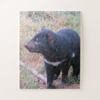 Tasmanian Devil