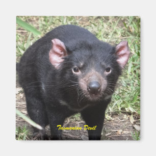 Tasmanian Devil Magnet