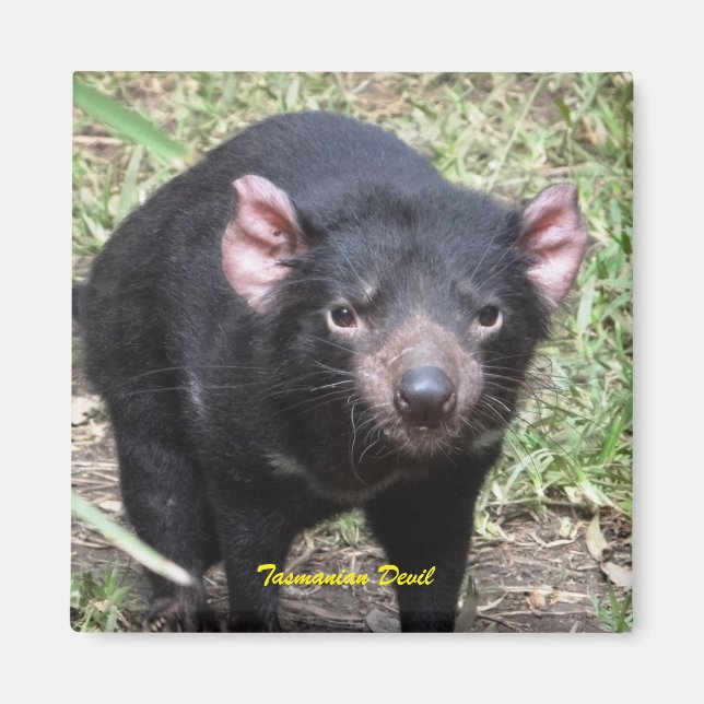 Tasmanian Devil Magnet (Front)
