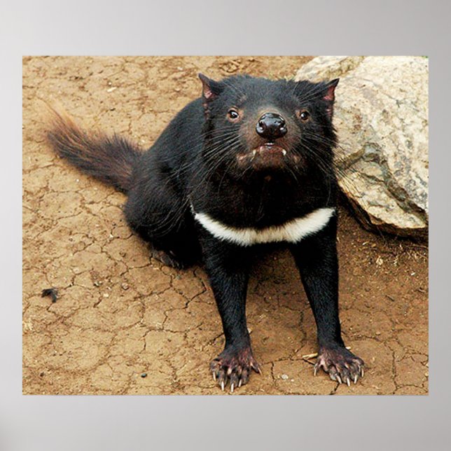 Tasmanian Devil posing for Photo Poster (Front)