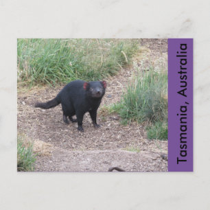 Tasmanian Devil Postcard