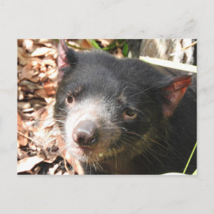Tasmanian Devil Postcard