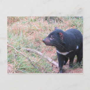 Tasmanian Devil Postcard