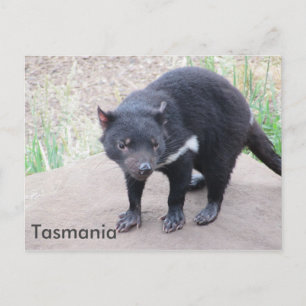 Tasmanian Devil Postcard