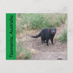Tasmanian Devil Postcard
