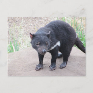 Tasmanian Devil Postcard