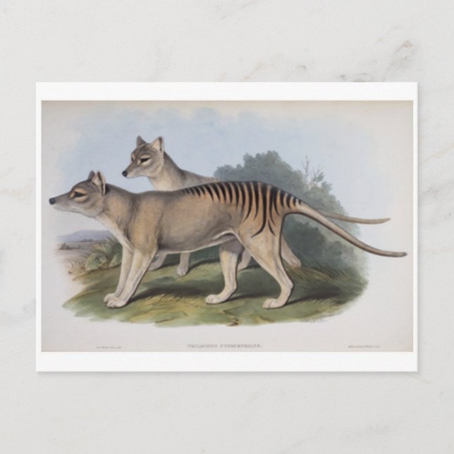 Tasmanian Tiger Postcard (Front)