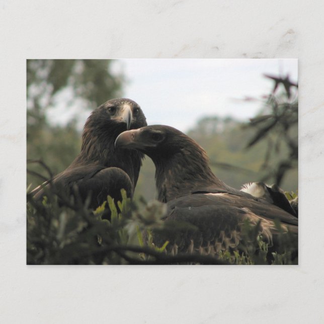 Tasmanian wedge tailed eagles postcard (Front)