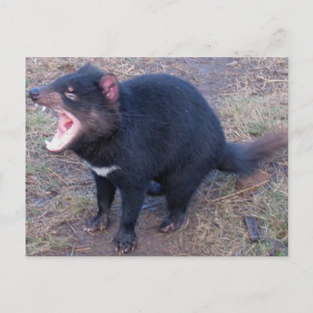 Tasmanie - Carte postale (Devant)