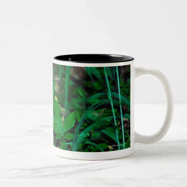 TASSE 2 COULEURS 24114390 (Droit)