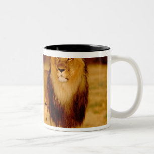 Tasse 2 Couleurs Afrique, Namibie, Okonjima. Lion mâle solitaire