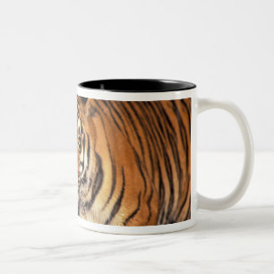 Tasse 2 Couleurs ASIE, Inde, Tigre du Bengale Panthera tigris)