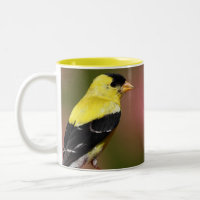 BIRD yellow_iphone