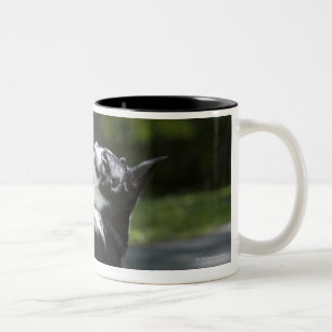 Tasse 2 Couleurs Boston Terrier 2