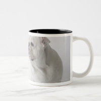 Bouledogue anglais blanc