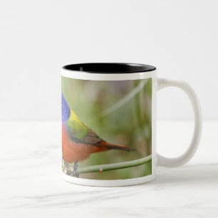 Tasse 2 Couleurs Bruant à tête noire (Passerina ciris) mâle en trai