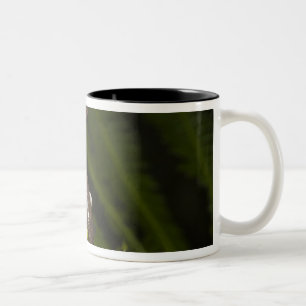 Tasse 2 Couleurs Captive Tapichalaca Tree Frog Hyloscirtus 3