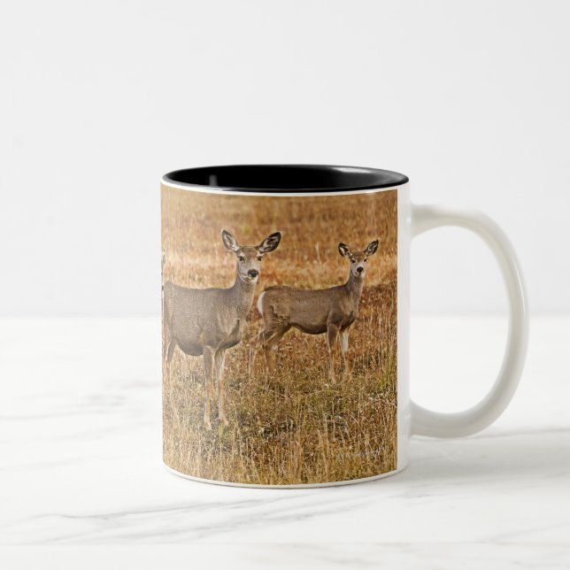Tasse 2 Couleurs Cerfs communs de mule (hemionus d'Odocoileus) un (Droit)