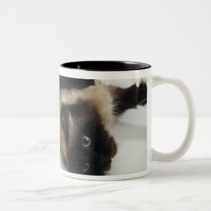 Tasse 2 Couleurs Chat de l'Himalaya se trouvant sur le sien de