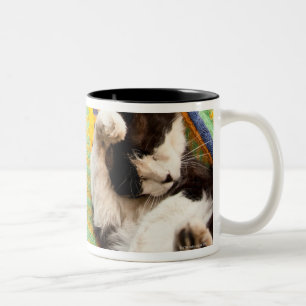 Tasse 2 Couleurs Chat se situant dans l'hamac mexicain maya