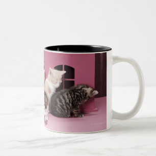Tasse 2 Couleurs Chatons dans la maison de poupée