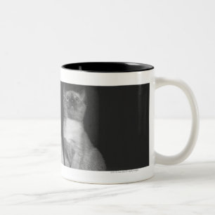 Tasse 2 Couleurs Chatons siamois recherchant B&W
