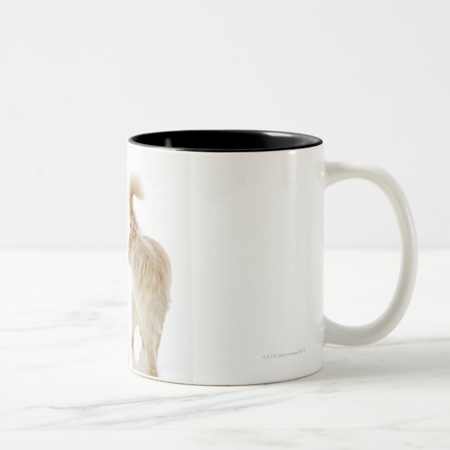 Tasse 2 Couleurs Chats de Munchkin (Droit)