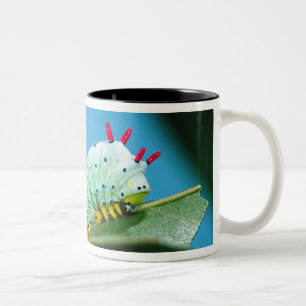 Tasse 2 Couleurs Chenille du papillon Prométhée, Callosamia
