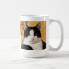 Cher Cher Chat Drôle Dit | Photo et nom du chat pe