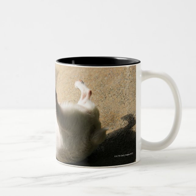Tasse 2 Couleurs Chien se trouvant sur le plancher (Droit)
