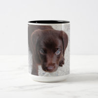 Chiot adorable au chocolat Labrador Retriever