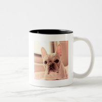 Chiot de bouledogue français