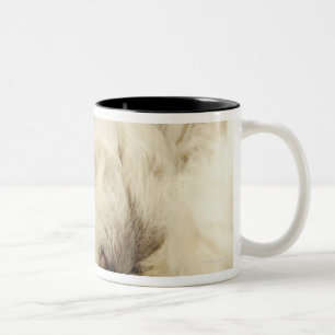 Tasse 2 Couleurs Chiot de caniche de sommeil