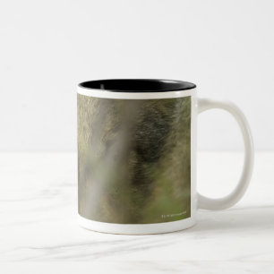 Tasse 2 Couleurs Chiot de loup gris (lupus de Canis) seul, se
