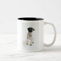 Chiot mignon de carlin