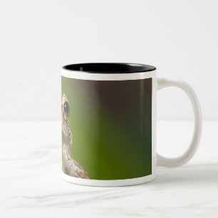Tasse 2 Couleurs Coqui commun, Eleutherodactylus coqui