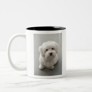 Tasse 2 Couleurs Coton de Tulear Puppy de Maisie