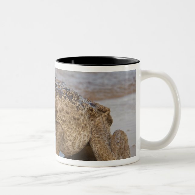 Tasse 2 Couleurs Crain de cane Rhinella marina, précédemment Bufo (Droit)