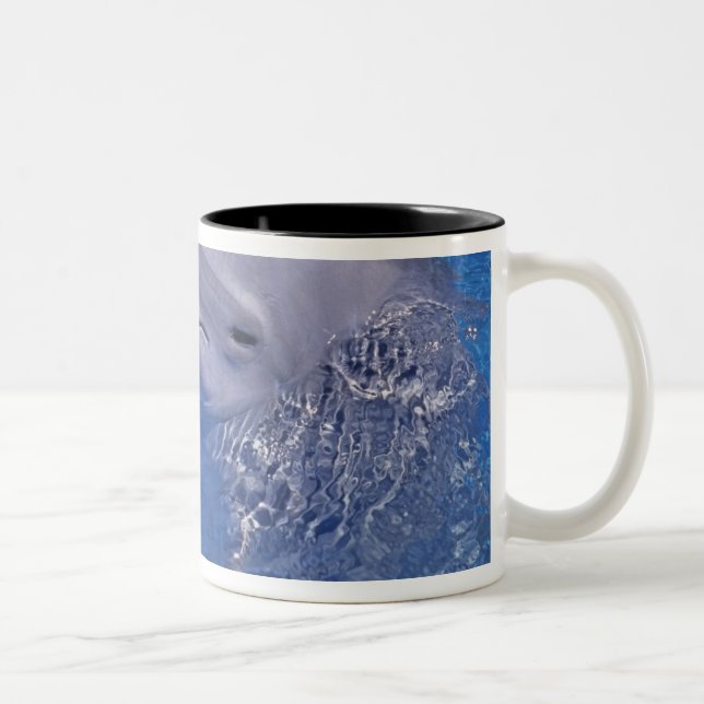 Tasse 2 Couleurs Dauphin en voie d'ébullition, Truncatus Tursiops (Droit)