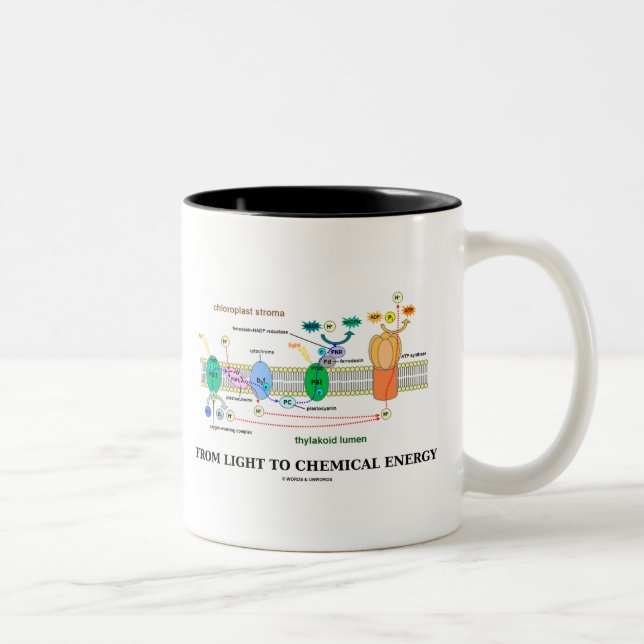 Tasse 2 Couleurs De la lumière à l'énergie chimique (photosynthèse) (Droit)